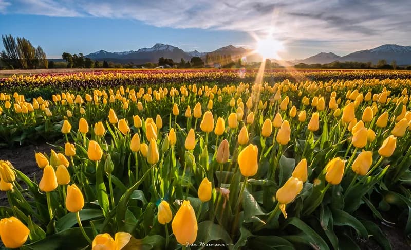 Trevelin Full Day: Tulipanes, Historia y Naturaleza en Trevelin